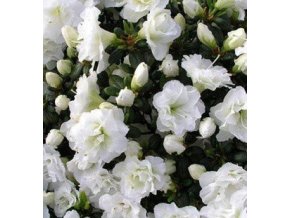 eisprinzessin Rhododendron