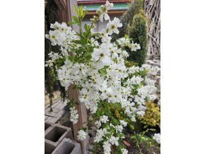 Exochorda Niagara