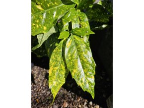 Aukuba Crotonifolia