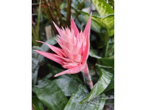 Aechmea Fas Primera