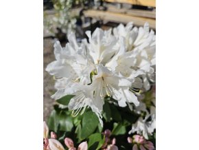 Rododendrón Cunningham's White