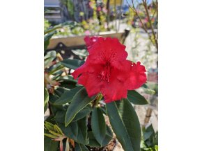 Rododendrón Taurus