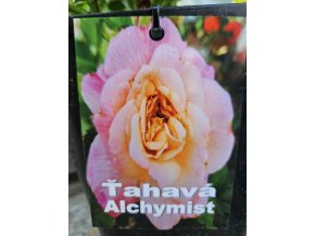 Ruža ťahavá Alchymist 3l