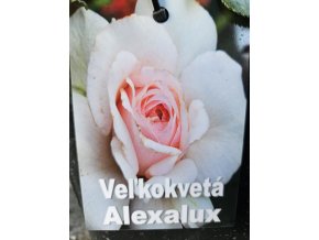 Ruža veľkokvetá Alexalux