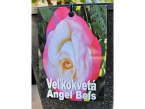 Ruža veľkokvetá Angel Bels