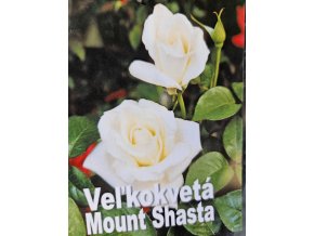 Ruža veľkokvetá Mount Shasta 3l