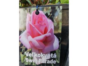 Ruža veľkokvetá Sweet Parade 3l