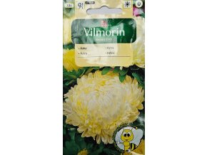 Astra krémova Vilmorin