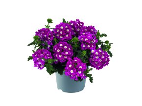 Verbena peruviana Venturi Cherry Eye 35738 3