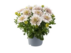 Osteospermum ecklonis Dalina Double Pedro Impr. 41431 3
