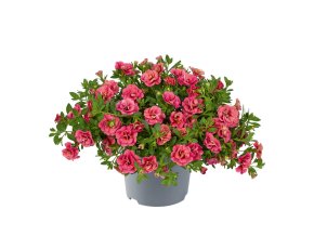Calibrachoa parviflora Cabaret Double Apricote 32723 8