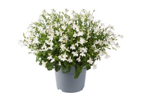 Lobelia erinus Sweet Springs White 37756 1