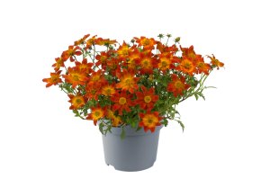 Bidens ferulifolia BeeDance Painted Red 32377 5