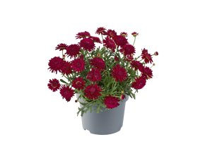 Argyranthemum frutescens Madeira Double Red 32764 10