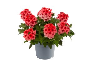 Verbena peruviana Lobster Fest 36987 4