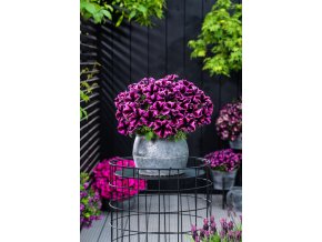 Petunia grandiflora GO!Tunia Cosmic Pink 37751 1