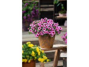 Calibrachoa parviflora Cabaret Early Light Pink Eye 36873 11