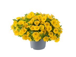 Calibrachoa parviflora Cabaret Early Bright Yellow 37392 4