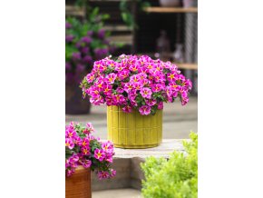 Calibrachoa parviflora Cabaret Compact Pink Star 36875 5