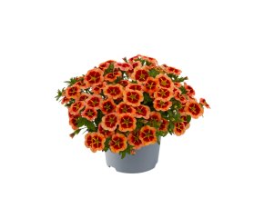 Calibrachoa parviflora Cabaret Compact Orange Star 36874 5