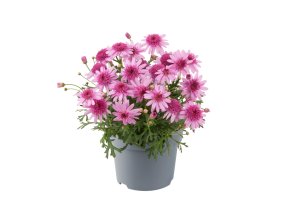 Argyranthemum frutescens Madeira Crested Pink 31679 13
