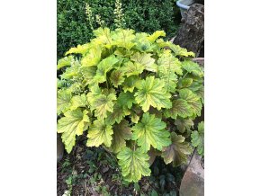 heuchera delta dawn 7