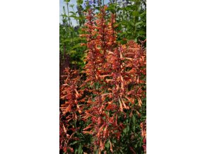 agastache kudos mandarin 74419 6