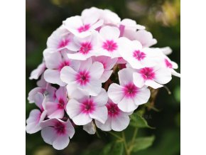 phlox flame pro soft pink 76344 1