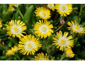 Delosperma Jewel of Desert Peridot