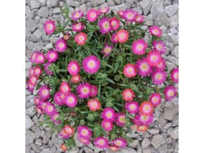byliny i trawy jewel of desert 78169 2