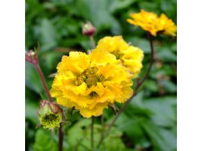Geum Golden Joy 2