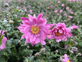 anemone x hybrida bressingham glow 12