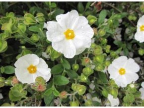 Cistus obtusifolius2