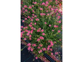 byliny i trawy helianthemum 74494 3