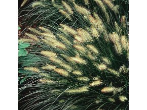 byliny i trawy pennisetum rozplenica 74115 1