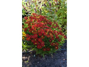 helenium ranchera 5