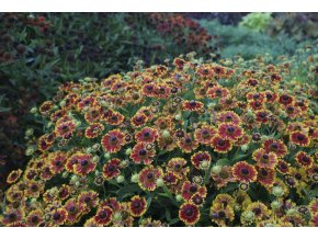 Helenium hybrid Mariachi Bandera HELBAN PLN 2 A 980x660