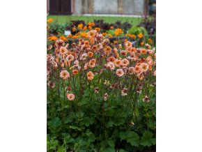 geum mai tai 71548 3