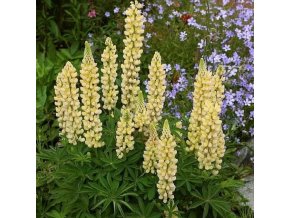 Lupinus polyphyllus Gallery series 2Yellow Shades
