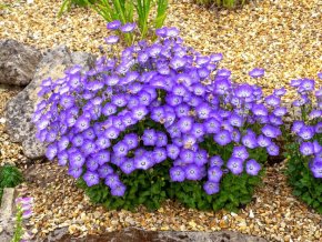 campanula samantha plant covered blue flowers rock garden with gravel 1048944 19462513