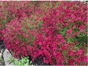 coreopsis ruby red
