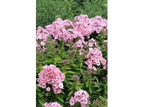C0012734 Phlox Light Pink Flame Bareleven