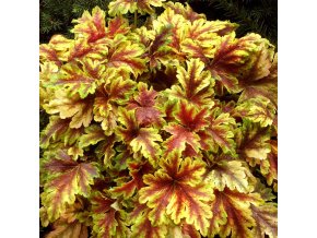 heucherella gold zebra 70703 1