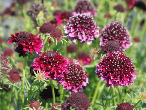 tauben scabiose barocca m055693 h 0