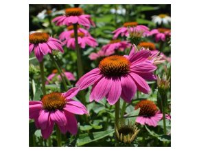 echinacea purpurea pollynation magenta jezowka purpurowa