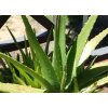 1200px Aloe Vera