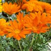 Gazania New Day Clear Orange SP0601