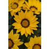 35270 1 Gazania New Day Yellow