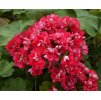 1185924 Pelargonium zonale Scarlet Rambler pelargonie muskat paskaty main large
