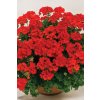 Pelargonium TWOinONE Scarlet 001 480x720